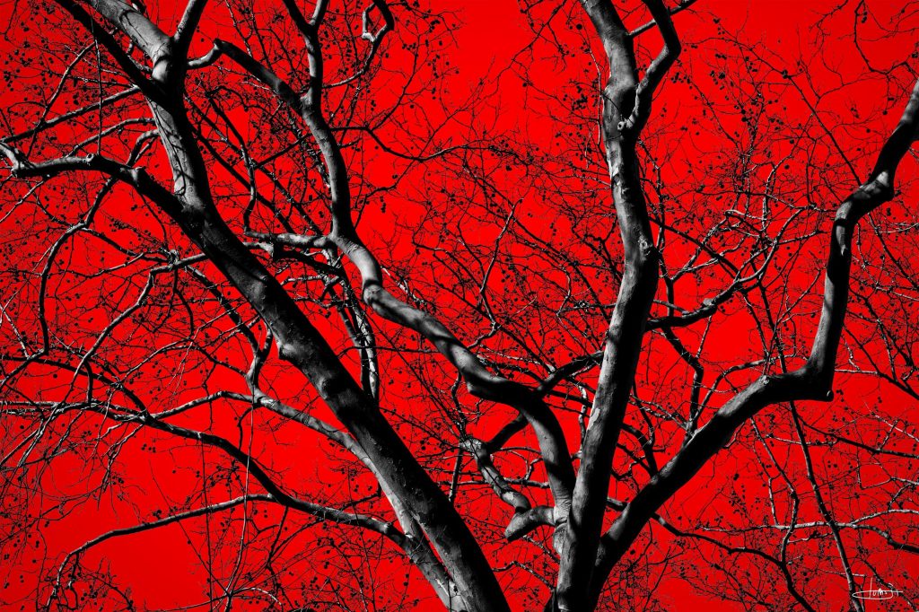 Troncos e ramos negros de árvores recortados sobre um fundo vermelho intenso.