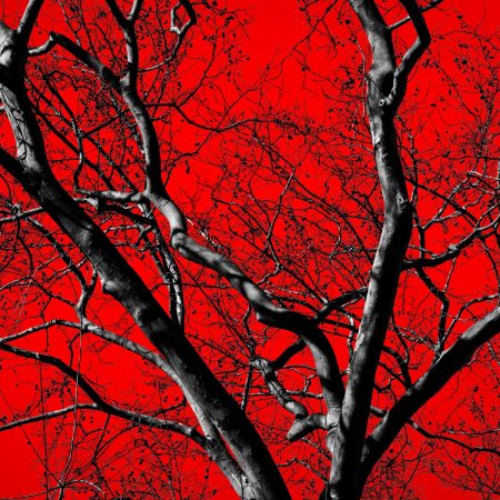 Troncos e ramos negros de árvores recortados sobre um fundo vermelho intenso.