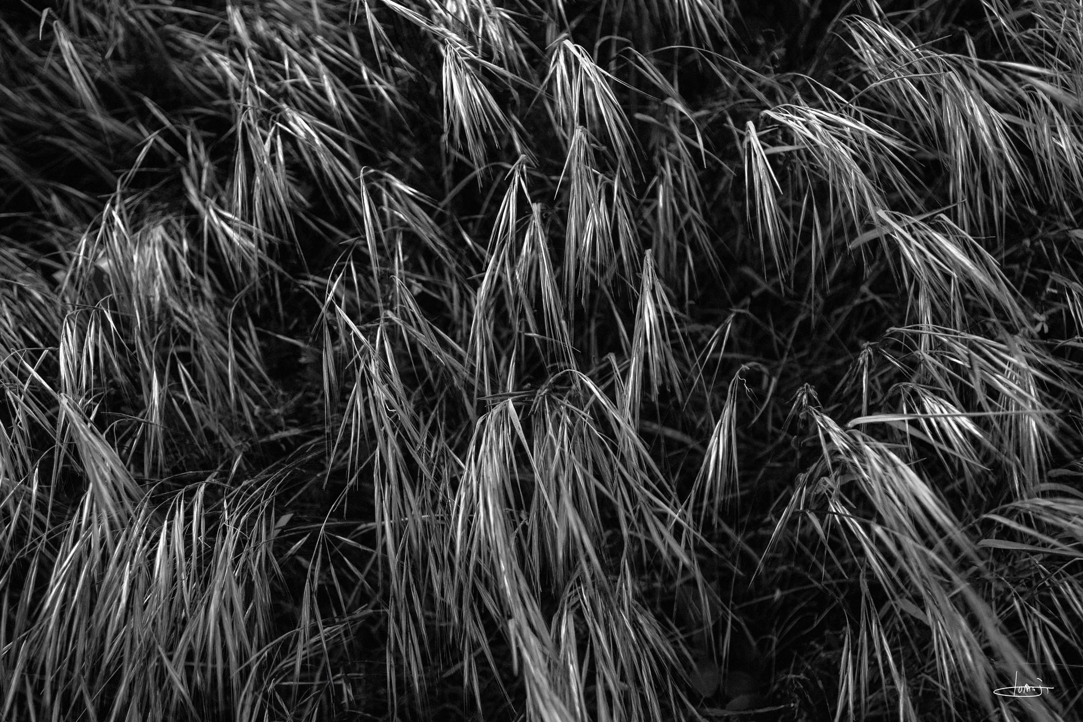Ervas e espigas inclinadas formam uma textura densa numa fotografia a preto e branco.