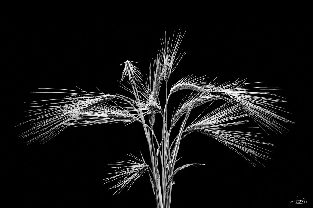 Conjunto de espigas de cereal isolado sobre fundo negro, numa fotografia a preto e branco.