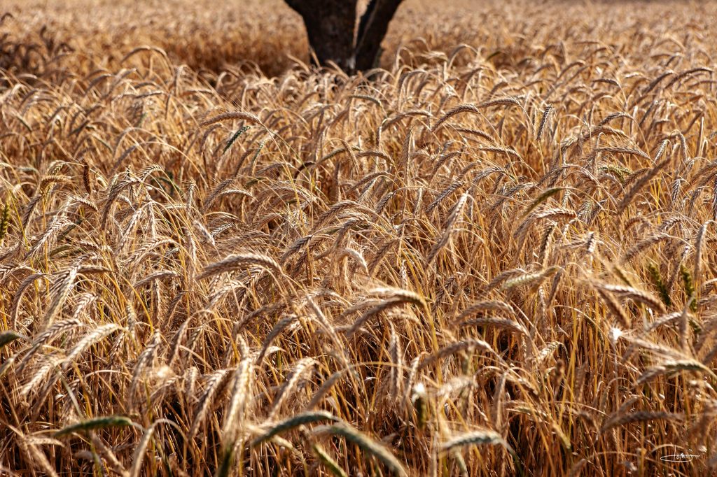Espigas maduras em tons dourados preenchem o enquadramento de uma paisagem rural.