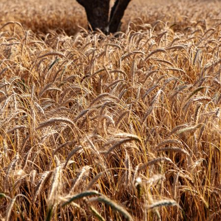 Espigas maduras em tons dourados preenchem o enquadramento de uma paisagem rural.