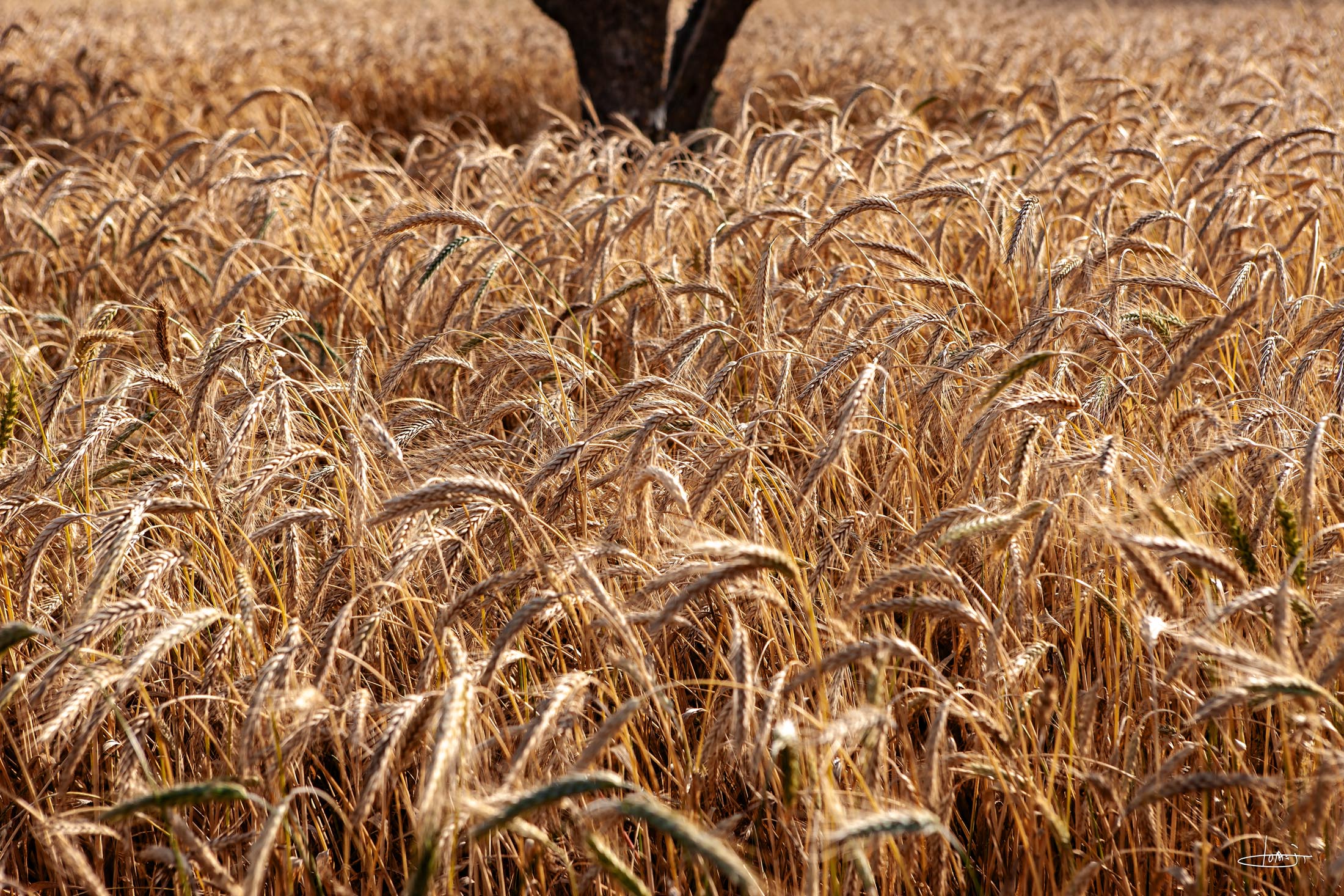 Espigas maduras em tons dourados preenchem o enquadramento de uma paisagem rural.