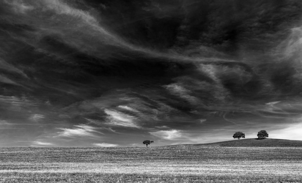 Três árvores isoladas no horizonte de campos ondulados, sob um céu dramático a preto e branco.