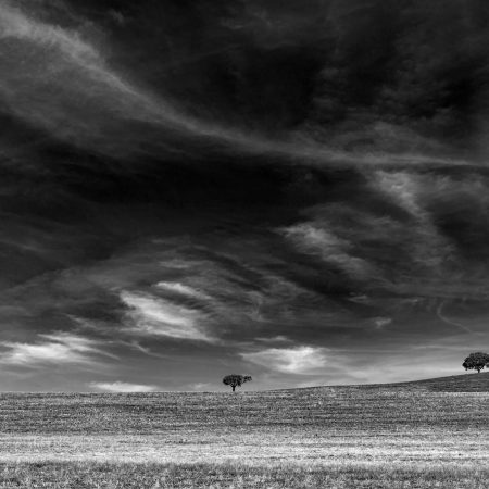Três árvores isoladas no horizonte de campos ondulados, sob um céu dramático a preto e branco.